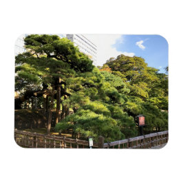 300 Jahre alte Pinienbäume Magnet