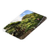 300 Jahre alte Pinienbäume Magnet (Linke Seite)