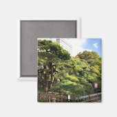 300 Jahre alte Pinienbäume Magnet (Vorderseite/Rückseite)