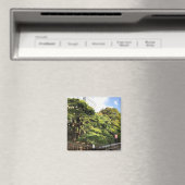 300 Jahre alte Pinienbäume Magnet (In Situ (Geschirrspüler))