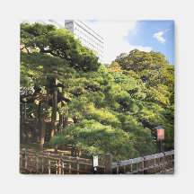 300 Jahre alte Pinienbäume