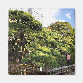 300 Jahre alte Pinienbäume Magnet