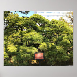 300 Jahre alte Pinienbäume Poster