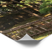 300 Jahre alte Pinienbäume Poster (Ecke)