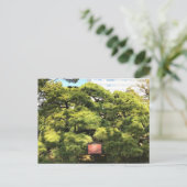 300 Jahre alte Pinienbäume Postkarte (Stehend Vorderseite)