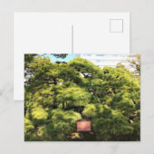300 Jahre alte Pinienbäume Postkarte (Vorne/Hinten)