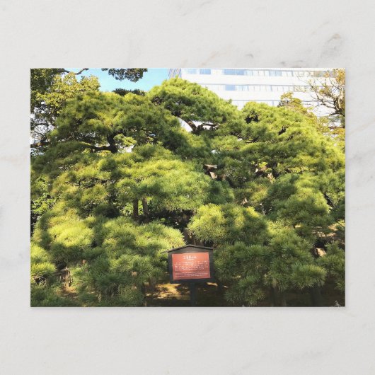 300 Jahre alte Pinienbäume Postkarte (Vorderseite)
