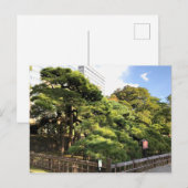 300 Jahre alte Pinienbäume Postkarte (Vorne/Hinten)