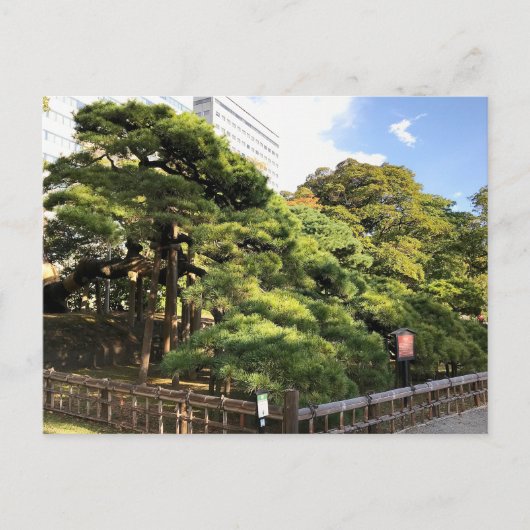 300 Jahre alte Pinienbäume Postkarte (Vorderseite)