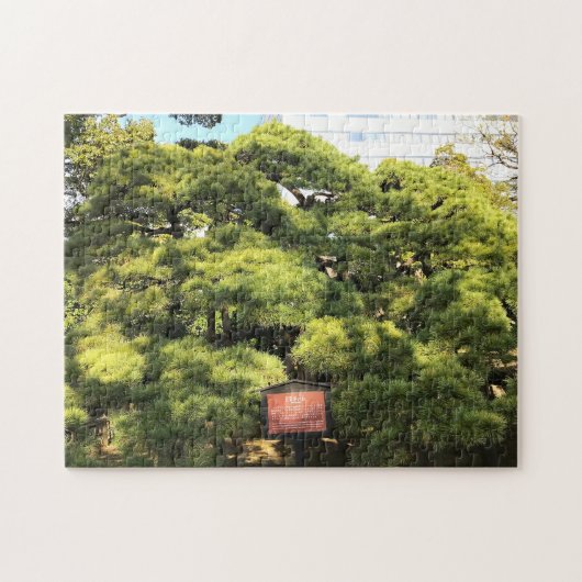 300 Jahre alte Pinienbäume Puzzle (Horizontal)