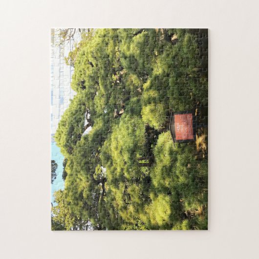 300 Jahre alte Pinienbäume Puzzle (Vertikal)