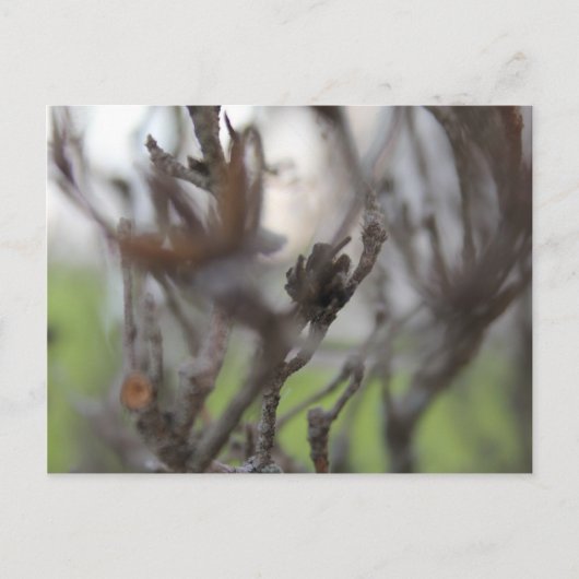 30. April Sommersticks #2 Postkarte (Vorderseite)