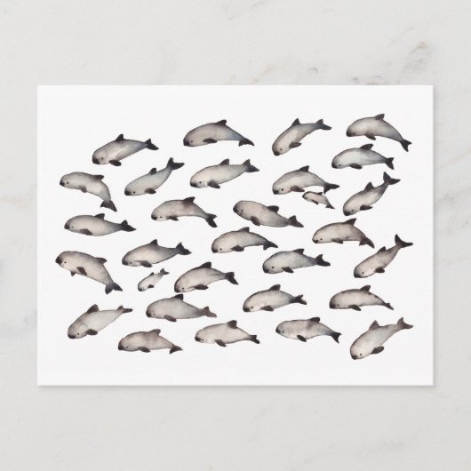 30 Vaquita porpoise dolphin Postkarte (Vorderseite)