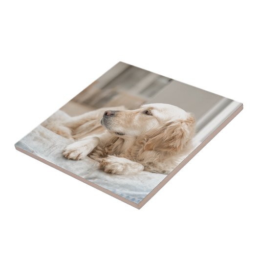 34137641_xxl fliese (Seite)