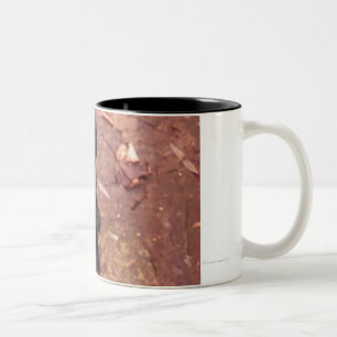 34 Wochen-alter schwarzer Labrador Zweifarbige Tasse