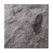 350 Millionen Yr. Alte Pflanze Fossile Dekorative  Fliese (Vorderseite)