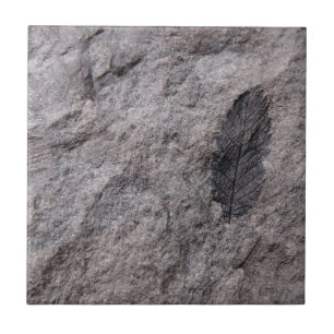 350 Millionen Yr. Alte Pflanze Fossile Dekorative  Fliese