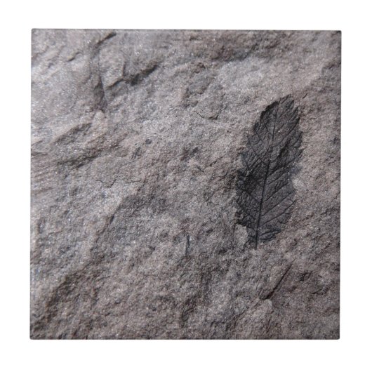 350 Millionen Yr. Alte Pflanze Fossile Dekorative Fliese (Vorderseite)