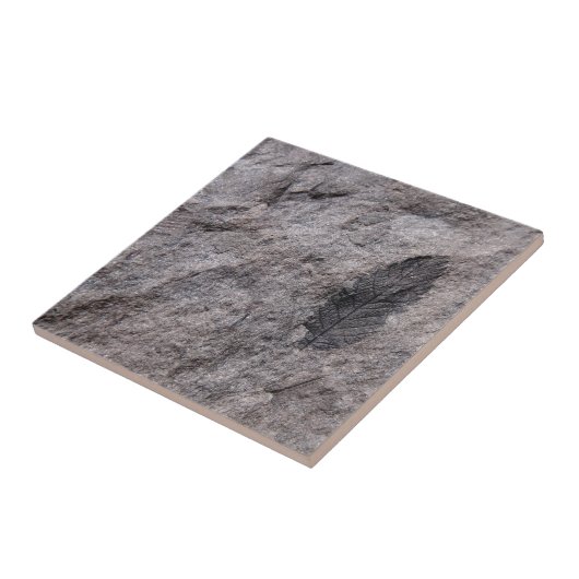 350 Millionen Yr. Alte Pflanze Fossile Dekorative  Fliese (Seite)