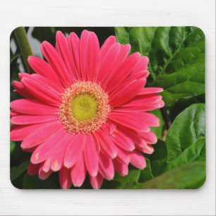 365Blume Gerbera Daisies Mousepad