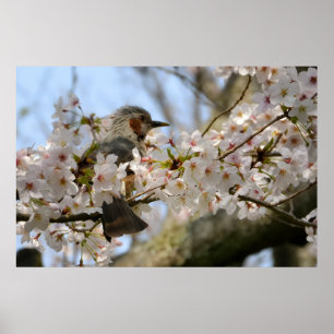 36×24 Kirschblüten-Vögelchen Jeju-do-Foto-Druck Poster