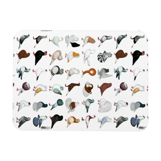 36 Taube Magnet (Horizontal)