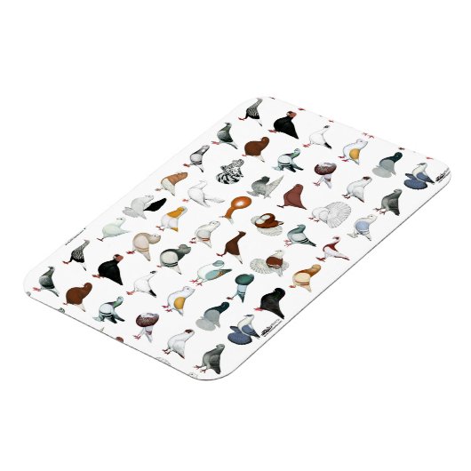 36 Taube Magnet (Linke Seite)