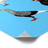 36 Taube Poster (Ecke)