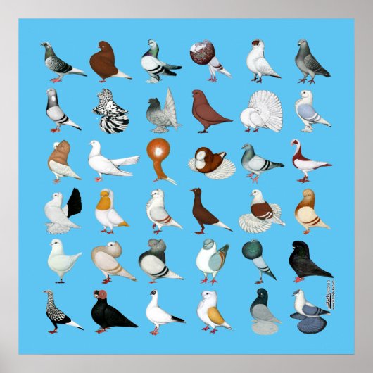 36 Taube Poster (Vorne)