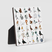 36 Taubenrassen Fotoplatte (Vorderseite)