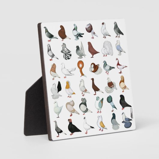 36 Taubenrassen Fotoplatte (Vorderseite)