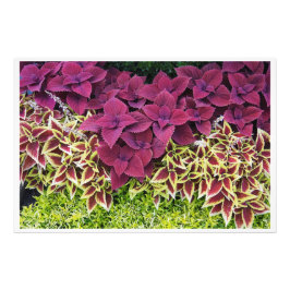 36"x24" Coleus Fotodruck