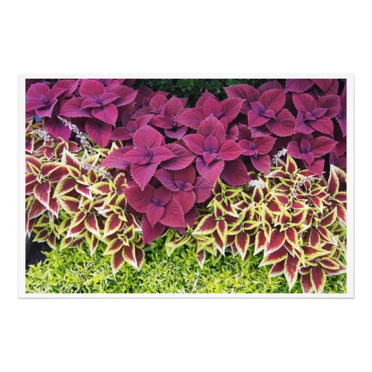36"x24" Coleus Fotodruck (Vorne)