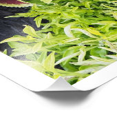 36"x24" Coleus Fotodruck (Ecke)