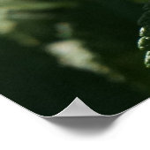 36"x24" Japanische Rose Poster (Ecke)