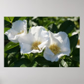 36"x24" Japanische Rose Poster (Vorne)