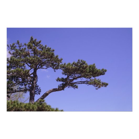 36"x24" Kiefernbaum Fotodruck (Vorne)