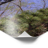 36"x24" Kiefernbaum Fotodruck (Ecke)
