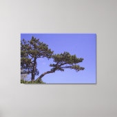 36"x24" Kiefernbaum Leinwanddruck (Vorderseite)