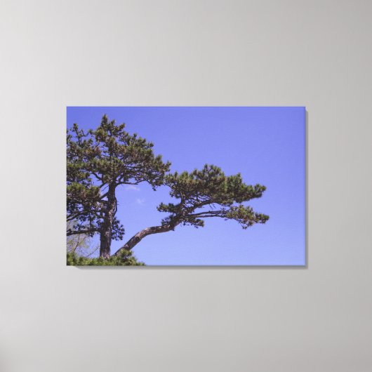 36"x24" Kiefernbaum Leinwanddruck (Vorderseite)