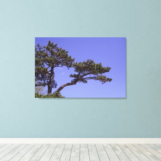 36"x24" Kiefernbaum Leinwanddruck (Insitu (Holzboden))