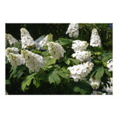 36"x24" Oakleaf Hydrangea Fotodruck (Vorne)