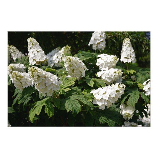 36"x24" Oakleaf Hydrangea Fotodruck (Vorne)