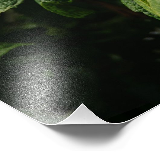 36"x24" Oakleaf Hydrangea Fotodruck (Ecke)