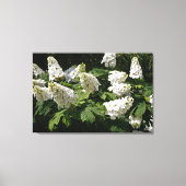 36"x24" Oakleaf Hydrangea Leinwanddruck (Vorderseite)
