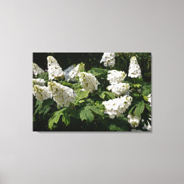 36"x24" Oakleaf Hydrangea Leinwanddruck