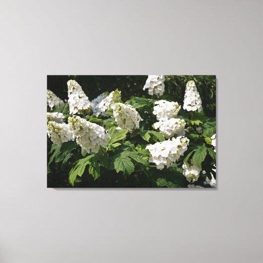 36"x24" Oakleaf Hydrangea Leinwanddruck (Vorderseite)