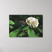 36"x24" Panicle Hydrangea Leinwanddruck (Vorderseite)