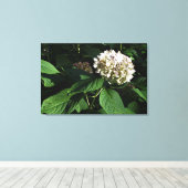36"x24" Panicle Hydrangea Leinwanddruck (Insitu (Holzboden))