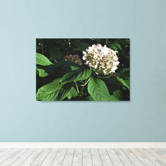 36"x24" Panicle Hydrangea Leinwanddruck (Insitu (Holzboden))